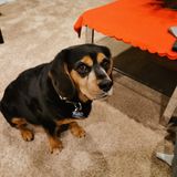 Profile picture of George-Shaw